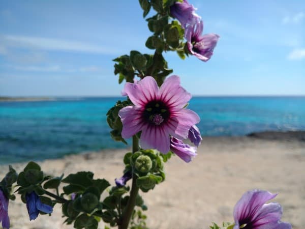 Ubicación de la playa de punta prima